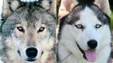 [Động vật] Khi động vật họ nhà Chó biểu diễn ⚡ Stay