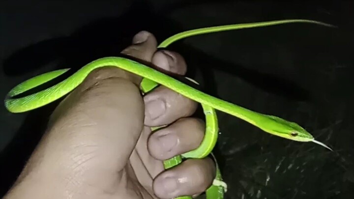 Aneka ular hijau Ular pucuk(ahaetull mycterizens) & ular gadung Luwuk (trimeresurus insularis)