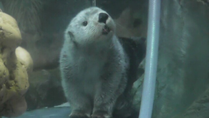 【Rái cá biển】Lén quan sát 1.0