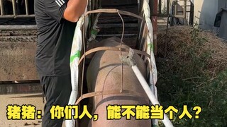Chu Chu: Các người, làm người thì có thể làm người được không?