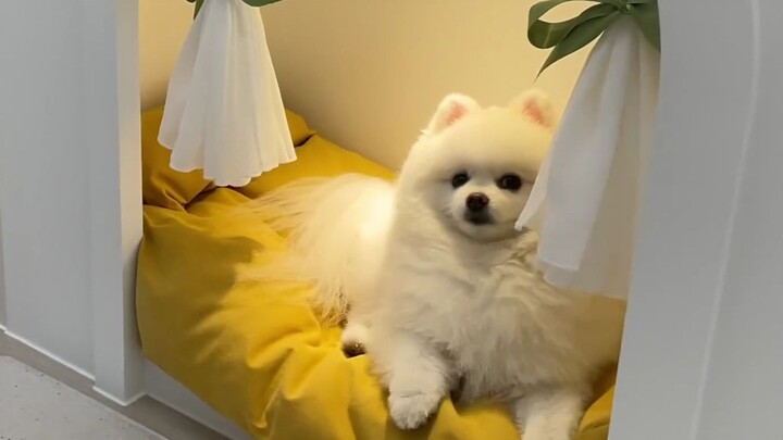 พามาชมบ้านใหม่ของน้องหมากันแบบออนไลน์เลย!