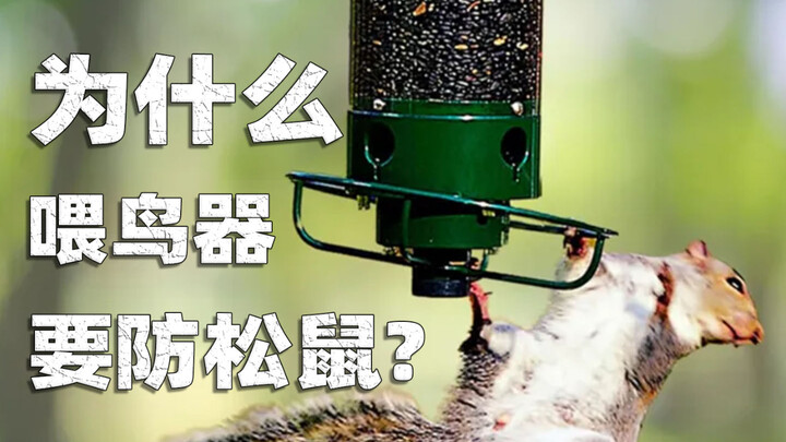 Tại sao máng cho chim phải chống sóc?