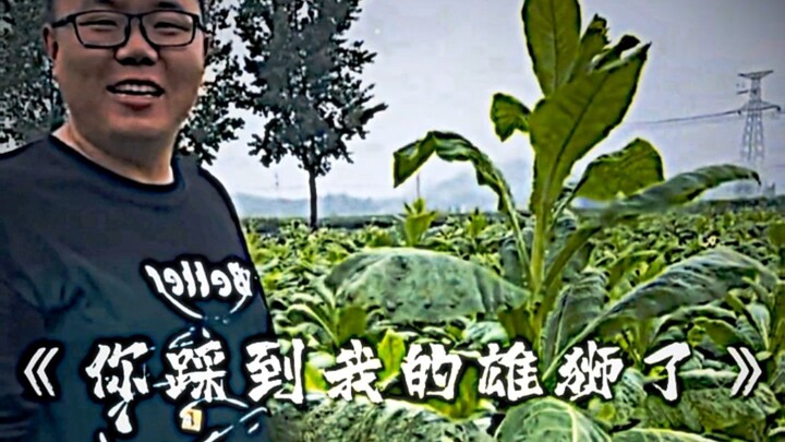 You Trampled My Lion