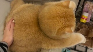 How can there be such a fat cat~!!!