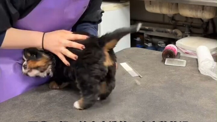 Anak anjing Bernese Mountain Dog mandi pertama kali—nonton videonya sampai akhir, mulut gue nggak pe