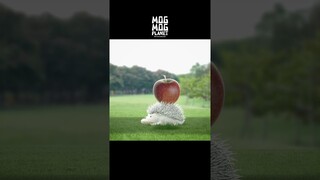 Hedgehog - MOGMOG PLANET Observation Diary | It's Anime #shorts #anime #animals