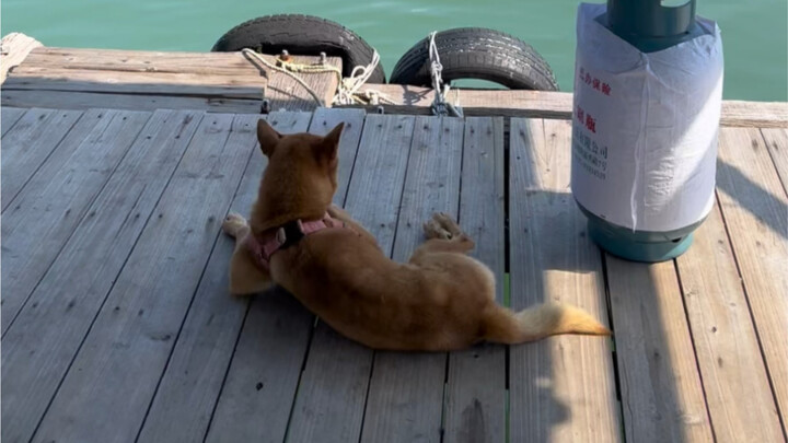 Chó độc thân trên biển