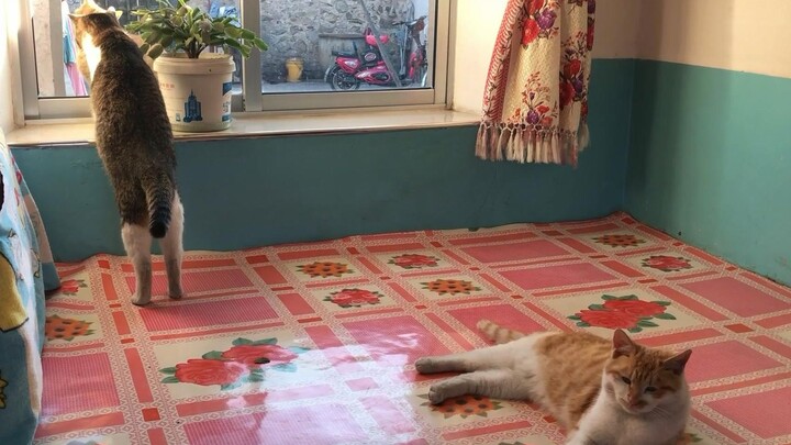 Teknik memanggil kucing: Suara kucing yang direkomendasikan oleh warganet memang bisa menarik perhat
