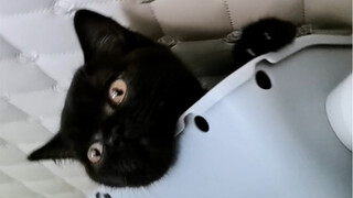 仅1平米不到的地方，我都找不着这黑猫！