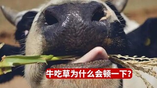 Why do cows suddenly pause mid-grazing? Currently, there are three possible explanations.