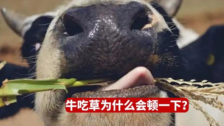 Mengapa sapi tiba-tiba berhenti sejenak saat sedang makan rumput? Saat ini ada tiga penjelasan.