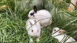 [Hài hước/Động vật] Thỏ chăn vịt