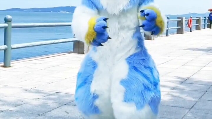 [Beluga Tidy] Blue Dog Gou ชวนมาเล่นที่ชายหาด! 【ฤดูร้อนในเมืองเล็กๆ丨การเต้นรำชุดขนสัตว์】