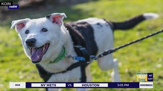 Tux looking for his forever home