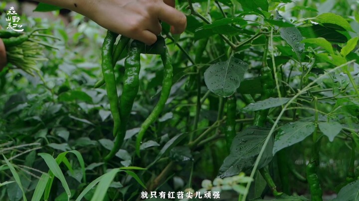 Living in the mountains with Mom | Picking vegetables to make a pot of sauerkraut beef rice noodles—
