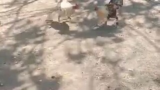 May sipon pa manok ko jan