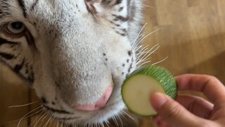 Zebra yang Anda kenal sudah siap untuk dimakan