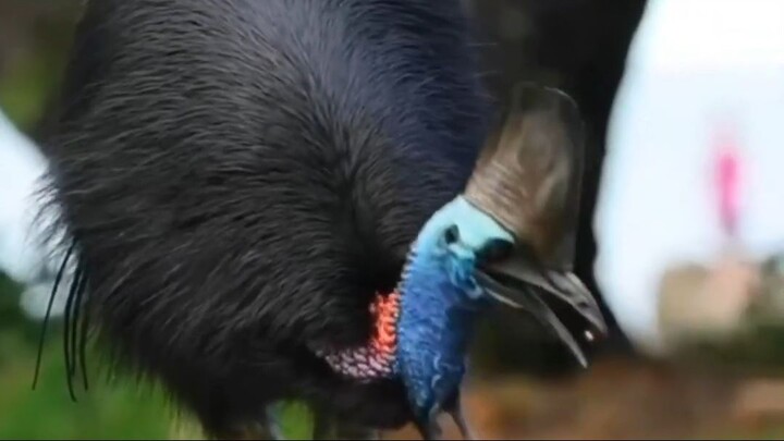 🖤 Cassowary Eating Seeds 🖤
