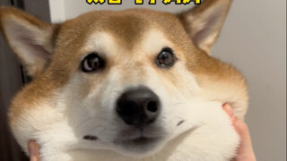 陈八方：我都偷吃了我还不得吃点新颖的！！