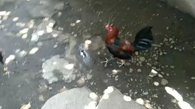 tasmanian x melsim black