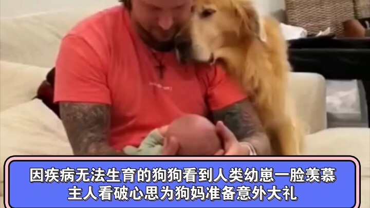 كلبة عاجزة عن الإنجاب بسبب المرض تنظر إلى الأطفال البشر بعين الحسد، فتكتشف صاحبتها ما يدور في خاطرها