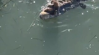 Baby sea otter rolling on the water