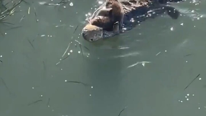 Baby sea otter rolling on the water