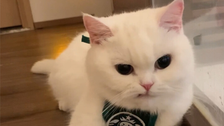 How to Be Both Sweet and Cool