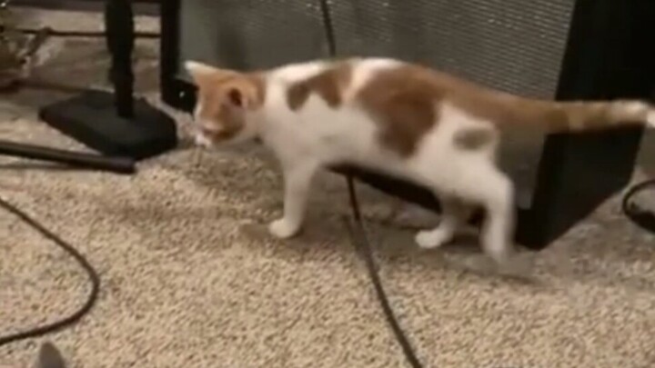 Kucing: Apa-apaan ini sih? Sampai bikin server gue ngelag…