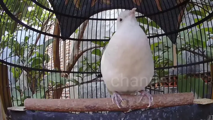 52 Gambar Burung Perkutut Kartun HD Terbaru