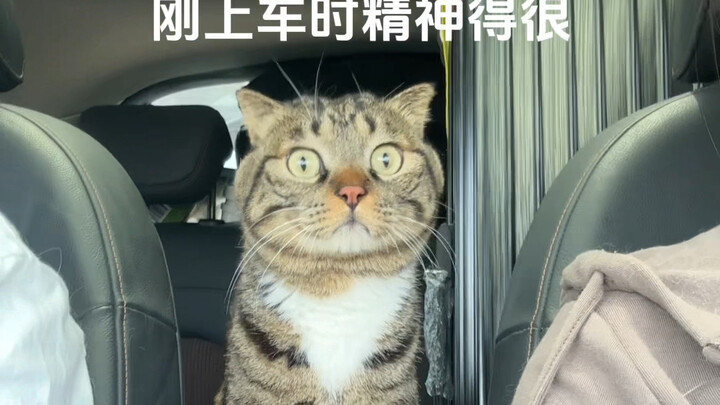 เสี่ยวjuan นั่งรถทำไมถึงหมดสติไปล่ะ! รีบช่วยเหลือด่วนเลย