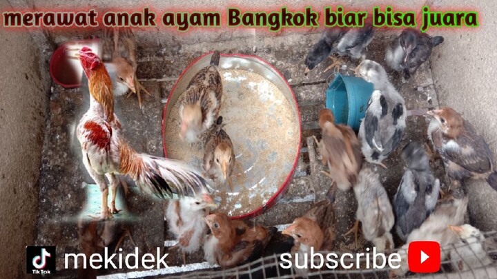 bibit ayam juara