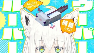 【Minecraft】ウーパールーパーおりゅ？【ホロライブ/白上フブキ】