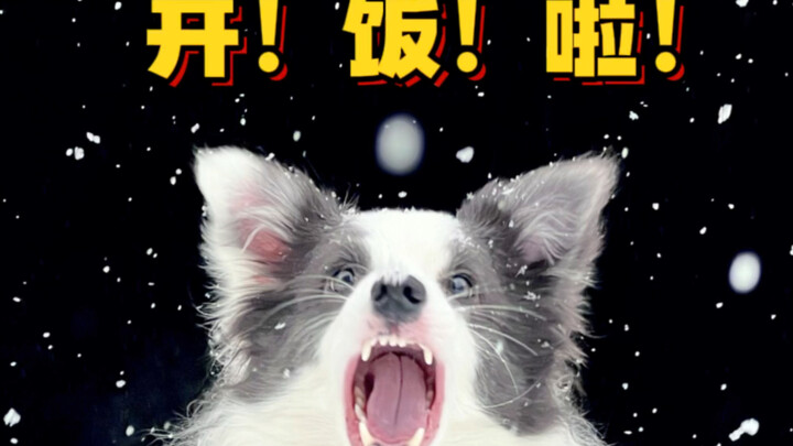 How on earth can you make a puppy understand that snow is snow?!