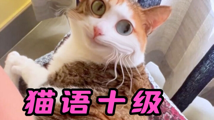 Untunglah aku, si “e-person” ini, memelihara seekor kucing jalanan tiga warna bermata aneh yang suka