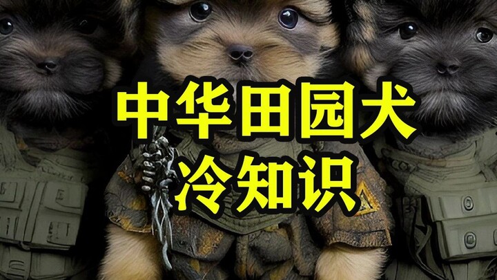Fun Facts About Chinese Native Dogs
