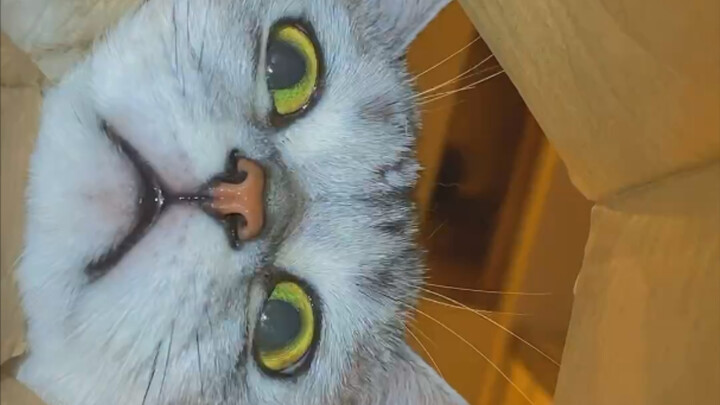 Get a taste of the mouse’s perspective—this cat is clearly a repeat offender!