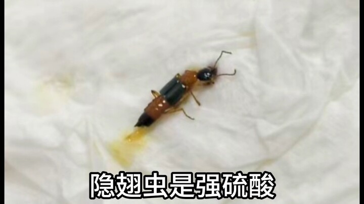 Paederus beetles are not sulfuric acid at all!