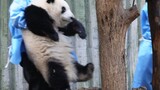 Panda Channel | Panda Keeper Scooping Up The Cute Cub Hehua