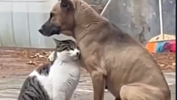 [Animals]Funny moments of dogs &cats