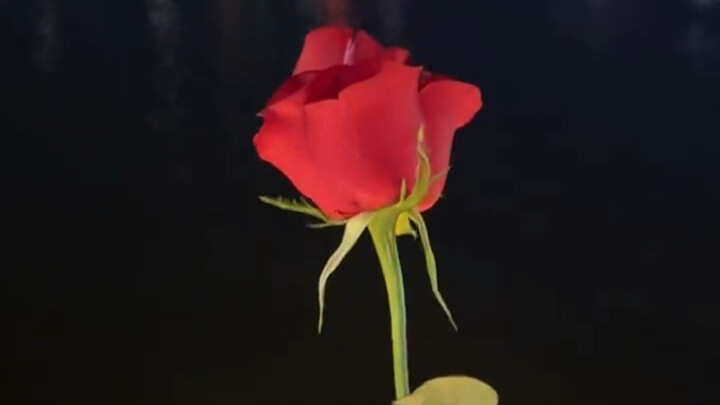 «إلى نسختك الأخرى في الكون»