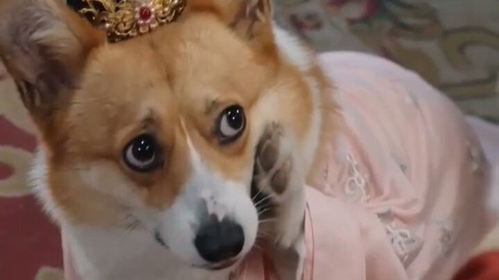 Oh my gosh~~ AI has evolved to the point where it can even make dogs act in palace intrigue skits…