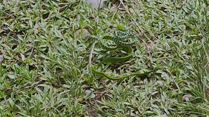 snake vs chicken 🔥