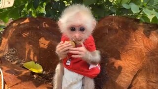 อยากได้อันนี้อะ #น่ารัก #สัตว์ #สนุก