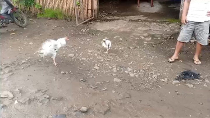 1 bitaw ng ating stag