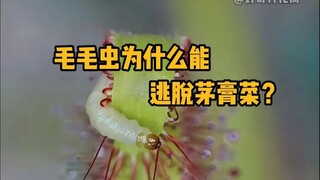 ทำไมหนอนผีเสื้อถึงสามารถหนีรอดจากต้นหมากผู้หมากเมียได้?? #ความรู้ทั่วไป #ต้นหมากผู้หมากเมีย #พืช #เพ