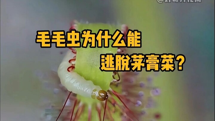 Why can caterpillars escape sundews?? #Science #Sundew #Plants #LearnSomethingNew