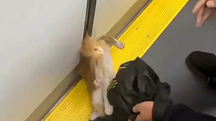 The cat’s tail got stuck in the subway door. That moment, along with the scene of its rescue, was ca
