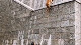 Dogs can actually fly over walls