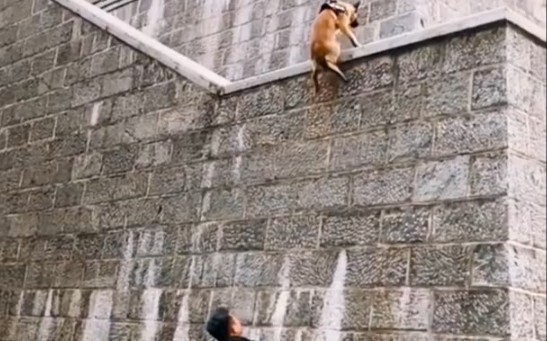 Dogs can actually fly over walls